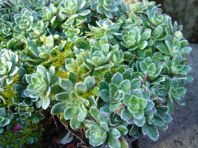 Saxifraga paniculata 'Pyrenees'